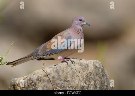 Laughing Dove (Streptopelia senegalensis), adult perched on a rock, Wadi Darbat, Dhofar, Oman Stock Photo
