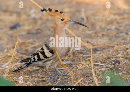 Eurasian Hoopoe (Upupa epops), standing on the ground, Wadi Darbat, Dhofar, Oman