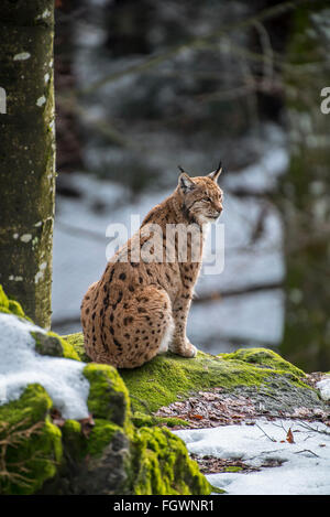 Eurasian lynx (Lynx lynx) sitting on rock in forest in the snow in winter Stock Photo