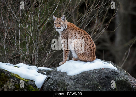 Eurasian lynx (Lynx lynx) sitting on rock in taiga in the snow in winter Stock Photo