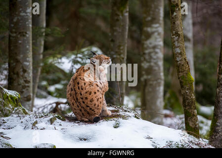 Eurasian lynx (Lynx lynx) grooming fur in forest in the snow in winter Stock Photo