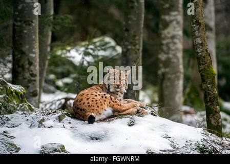 Eurasian lynx (Lynx lynx) lying on rock in forest in the snow in winter Stock Photo