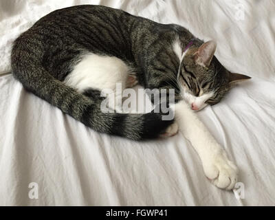 Sleeping kitten on white sheet. Stock Photo