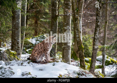 Eurasian lynx (Lynx lynx) sitting in forest in the snow in winter Stock Photo