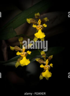 Wild Oncidium longipes orquid blooming in the Atlantic Rainforest of SE Brazil Stock Photo
