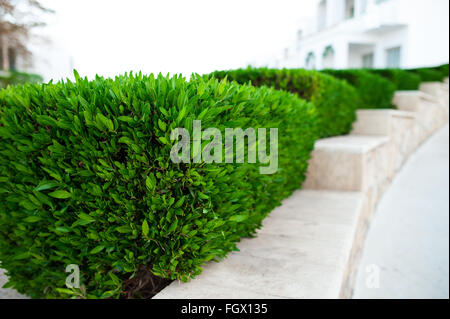 Green bush in the summer park Stock Photo