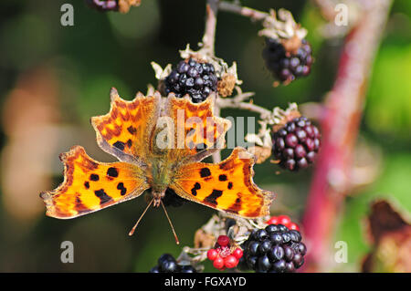 Comma butterfly Polygonia c-album on blackberries. Stock Photo