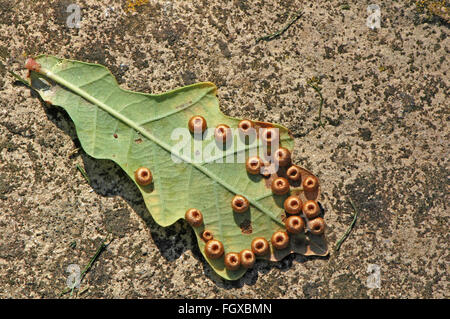 Silk Button Spangle Galls caused by Silk Button Gall Wasp. Neurotenus numismalis. On common Oak leaf.  Quercus robur. Stock Photo
