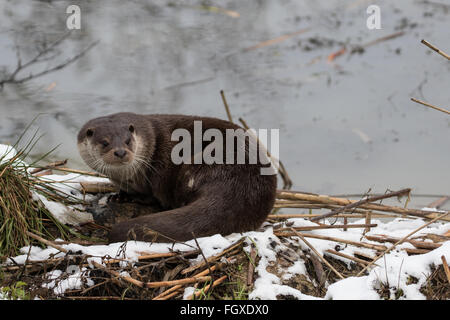 Otter on River Bank. In Winter. Light Snow on Grass. Stock Photo