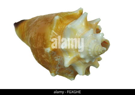Big seashell on the white background, isolated. Stock Photo