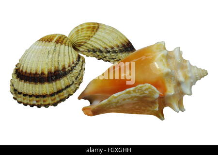 Two seashells on the white background, isolated. Stock Photo