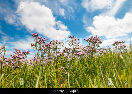 Common sea-lavender (Limonium vulgare) in summer on the island of Borkum, Germany Stock Photo