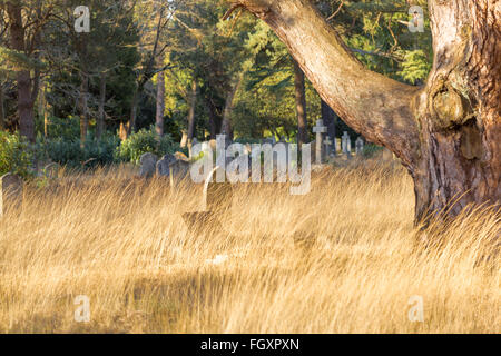 What's hiding in the long grass? Who's hiding in the long grass. Stock Photo