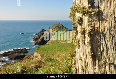 Lichen on old post, on coastal path nr Cudden Point, Prussia Cove,Cornwall Stock Photo