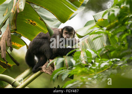 A Black Capuchin Monkey (Cebus nigritus) from the Atlantic Rainforest Stock Photo