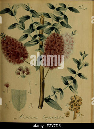 A botanical work illustrating both native and exotic plants, featuring ...