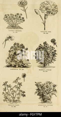 Curtis, Cobb and Washburn's amateur cultivator's guide to the flower and kitchen garden for 1878 (1878) Stock Photo