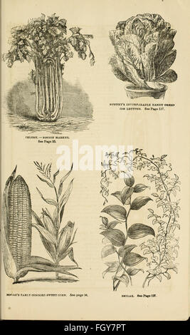 Curtis, Cobb and Washburn's amateur cultivator's guide to the flower and kitchen garden for 1878 (1878) Stock Photo