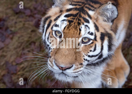 Female Amur tiger looking up towards camera Stock Photo