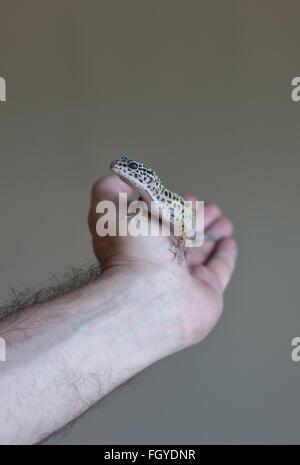 A man's hand, holding a gecko. Stock Photo
