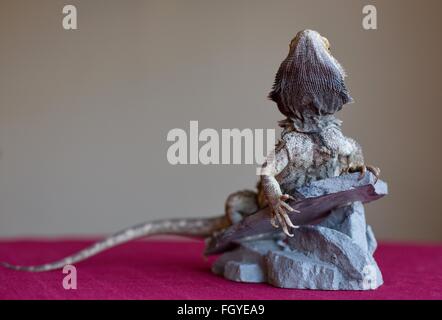 A beautiful bearded dragon lizard on a perch. Stock Photo
