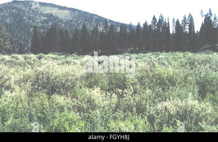 Ecological inventory of wetland sites in the Thompson-Fisher conservation easement (2002)