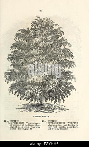 Ellwanger and Barry's descriptive catalogue of ornamental trees and shrubs, roses, flowering plants, etc., etc., etc