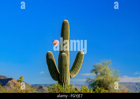 A native desert bird sits atop a Saguaro cactus as colorful hot air balloons glide majestically past Stock Photo