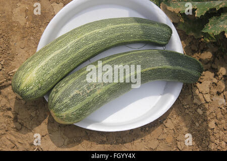Australian Green summer squash, Cucurbita pepo, cultivar with dark green skin with pale green narrow stripes and dots Stock Photo