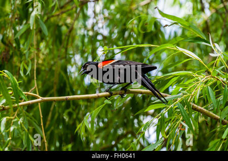 One red-winged blackbird standing on branch in dense trees and leaves, facing left and squawking with beak open. Stock Photo