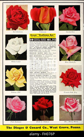 Our new guide to rose culture Stock Photo