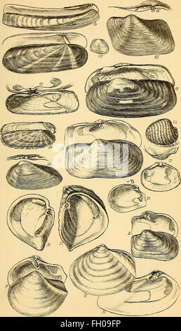 'A Conchological Manual' (1842) is a guide to the study of shells ...