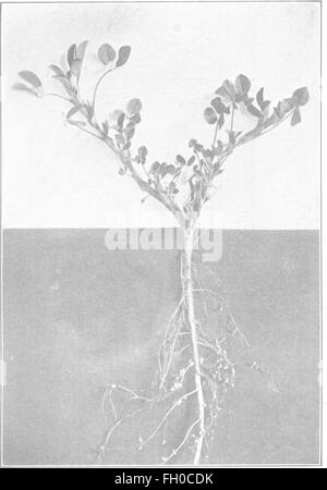 The book of alfalfa; history, cultivation and merits. Its uses as a forage and fertilizer (1906) Stock Photo