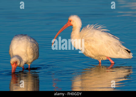 American white ibises (Eudocimus albus) feeding under the morning sunlight, Galveston, Texas, USA. Stock Photo
