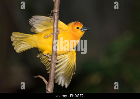 Taveta golden weaver (Ploceus castaneiceps), captive (native to eastern Africa) Stock Photo