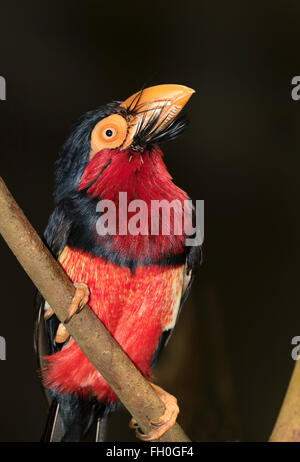 Bearded barbet (Lybius dubius), captive (native to western Africa) Stock Photo