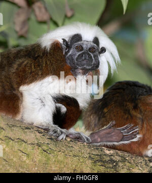 Cotton-top tamarin (Saguinus oedipus), captive (native to Colombia) Stock Photo