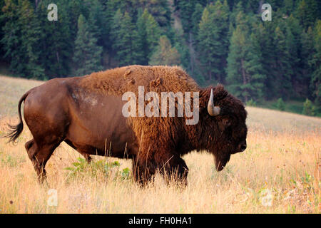American Bison Buffalo on the Montana prairie in the National Bison Range outside of Yellowstone National Park Stock Photo