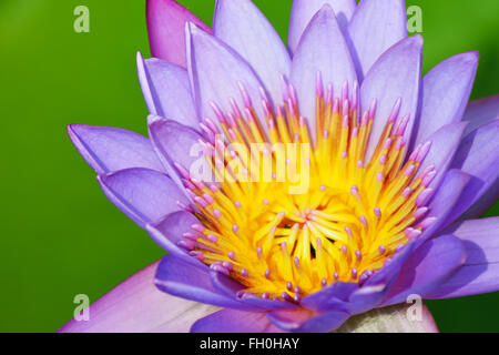 A blue lily with yellow core Stock Photo