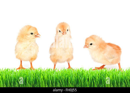 small chicken on green grass isolated Stock Photo