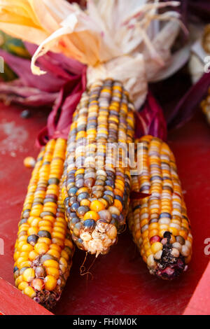 Recently harvested colorful corn on a red wood box Stock Photo