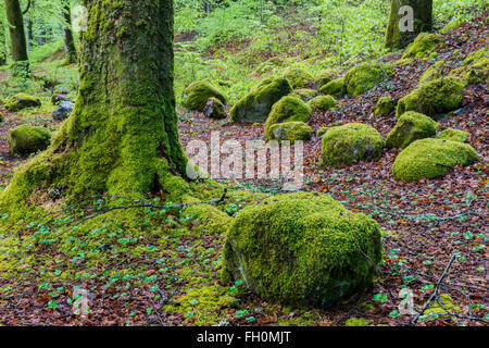 Beech trees in forest with fresh green leaves and moss on the tree trunk and rocks. Stock Photo