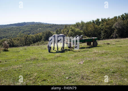 Horse and cart on green field, in Transylvania, Romania Stock Photo