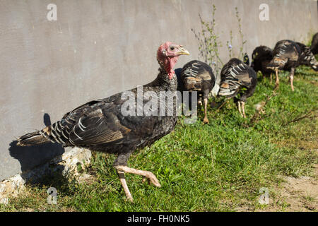 Flock of free range turkeys grazes on the road, in Viscri, Romania Stock Photo