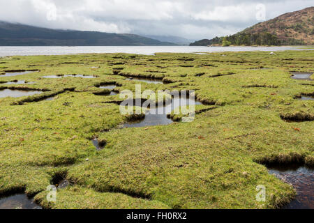 Saltmarsh in Scotland with cloudy sky, hills, sheep and the ocean. Stock Photo