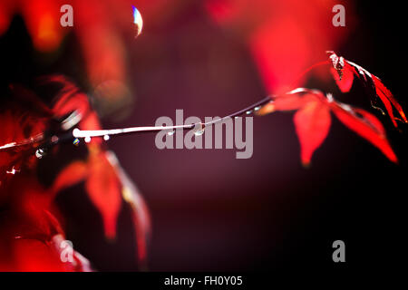 Red acer tree leaves after rain leaving water drops on its branches Stock Photo