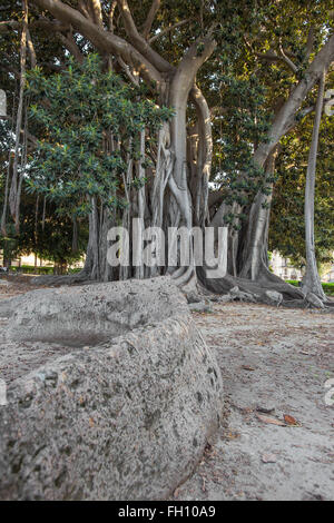Moreton Bay fig or Australian banyan (Ficus macrophylla), Piazza Marina, Kalsa, Palermo, Sicily, Italy Stock Photo