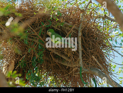 Monk Parakeet (Myiopsitta monachus) in front of its nest, Pantanal, Brazil Stock Photo