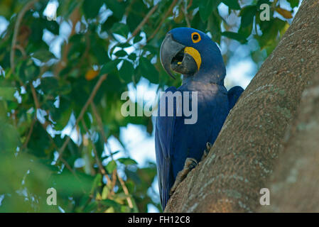 Hyacinth Macaw (Anodorhynchus hyacinthinus) sitting in tree, Pantanal, Mato Grosso, Brazil Stock Photo