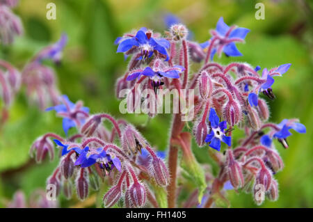 Borretsch blüht blau im Sommer - borage is blooming in blue, traditional spice Stock Photo